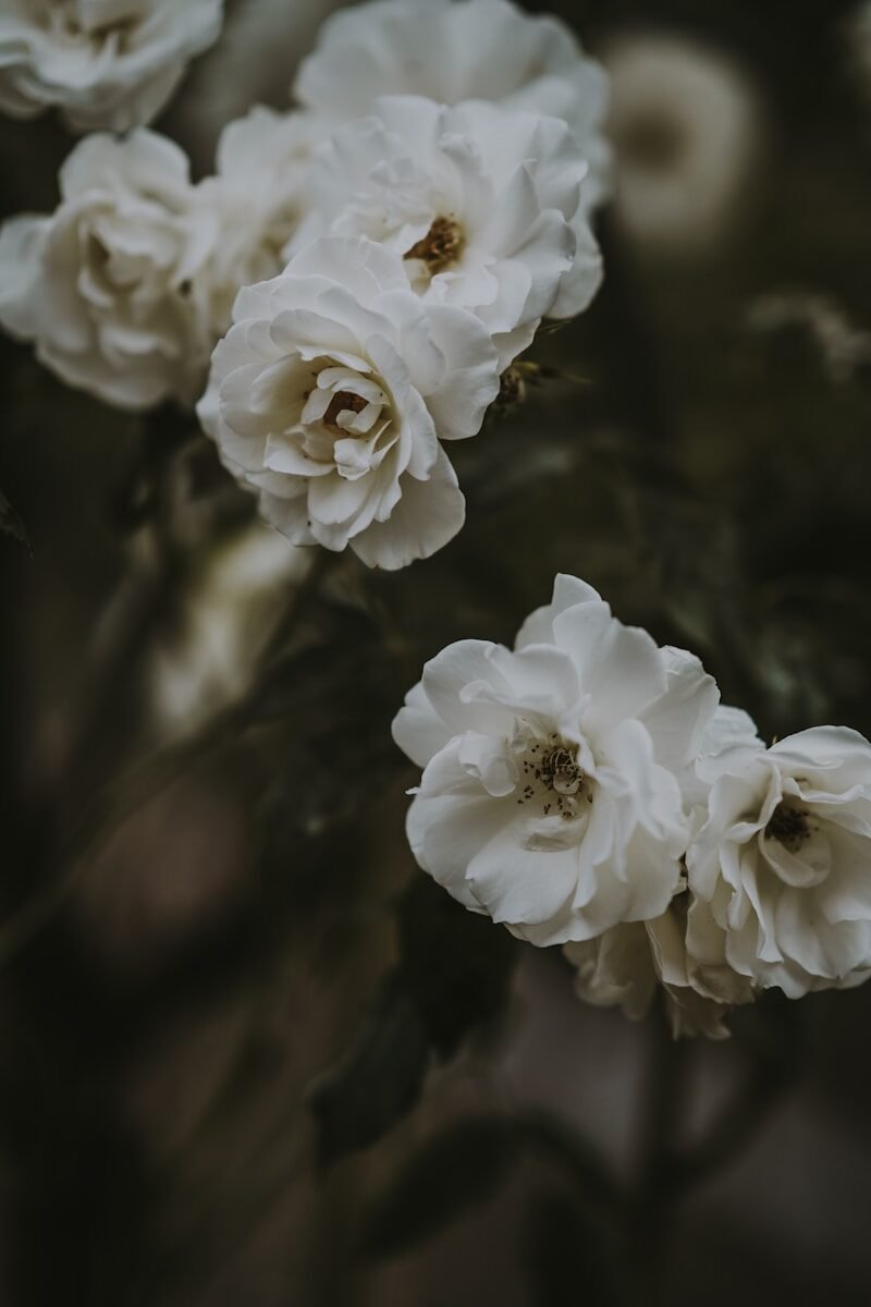 Closeup photo of white petaled flowers